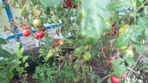 ПЕРЕЦ БОЛГАРСКИЙ В МОЕЙ  ТЕПЛИЦЫ