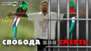 ЛУЧШЕ СМЕРТЬ 💀 чем ЖИЗНЬ в НЕВОЛЕ 🔒🦜 Кетсаль — птица свободы ✝️ #ХРИСТОЛЮБ 💚 #ВЕГАН ☮️🌎 (3.7.25