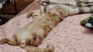 " Сон моего любимого кота"