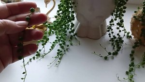 Крестовник Роули уход, размножение