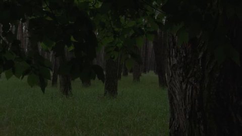 Лесной дождь и гроза 🌧️ расслабляющие звуки для сна, отдыха и учебы