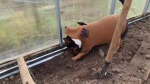 На дачу. Купили крушину. Обрезала пионы. Гас в теплице