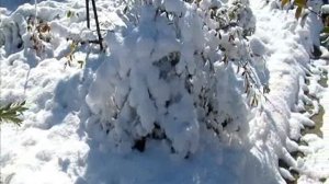 Лепетан Мор Фильм: Пушистая заснеженность ноября...