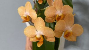 Орхидеи🌺 В ожидании цветения с.2🧐🪴