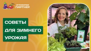 ЗИМНИЙ ОГОРОД 2025 // Урожай огурцов, томатов и салатов в домашних условиях