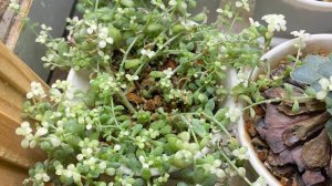 Запись стрима 31.10.2025 - полив СУКУЛЕНТОВ!!!!