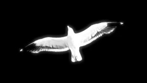 песня про гравитацию