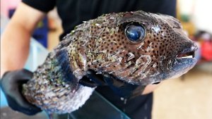 ГИГАНТСКАЯ РЫБА-ЕЖ Вьетнамская уличная еда