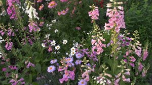 Эти цветы можно посеять в ноябре