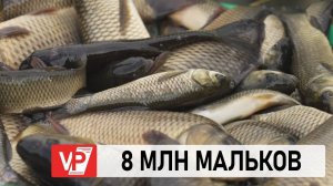 В ЦИМЛЯНСКОЕ ВОДОХРАНИЛИЩЕ ВЫПУСТИЛИ ВОСЕМЬ МИЛЛИОНОВ МАЛЬКОВ ЧАСТИКОВЫХ РЫБ