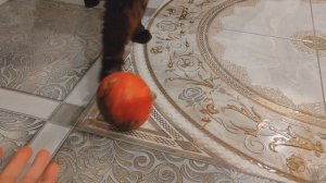 СИБИРСКИЙ КОТ ТИМОФЕЙ ИГРАЕТ С ТЫКВОЙ В ЧЕСТЬ ХЭЛЛОУИНА