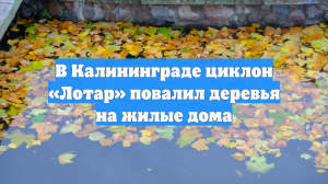 В Калининграде циклон «Лотар» повалил деревья на жилые дома