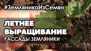 🍓 Летнее выращивание рассады мелкоплодной ремонтантной земляники из семян от и до.