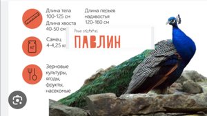 Павлин в Воронежском зоопарке