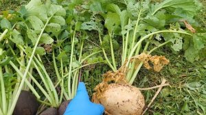 Новый триммер//Салат для грядки//Урожай редьки и дайкона//Мульча для кустов