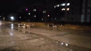 Собаки переходят дорогу г.Печора