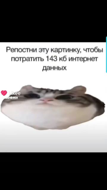 я вернулась и у меня сново умер кот смотреть онлайн