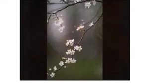 Обзор книги Т. Бродская в ОП, ч.03, автор и изд. С. Фрумович