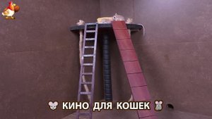 Видео для кошек про крысок развлекать питомцев 🐭🐀😂 (360)