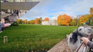 Прогулка по осеннему парку и зоопарку! Прогулка по осеннему Елагиному острову