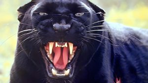 ВРАГИ ОГРЕБАЮТ....