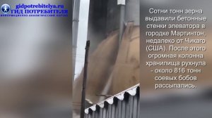 Побег бобов