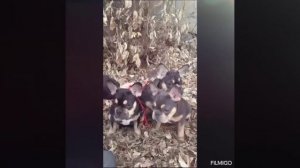 Фр. Бульдоги Д. Р. 24/06/25г