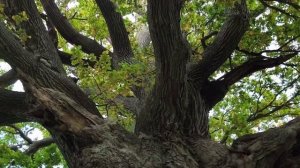 Дуб Амвросия, Дания. 17 октября 2025