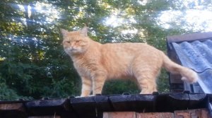 Прогулка по крышам. Часть 2