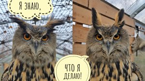 Начинаем совой Ёлкой под дождём, заканчиваем совой Ёлкой без дождя! Нужен ли цветочне рекуператор?