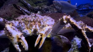 Релакс. Часть  3. Крабы, морские звезды….