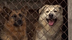 Комплексную систему помощи животным создают в Новосибирской области