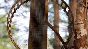 КОМЕДИЯ РОК  Белка в колесе!(((