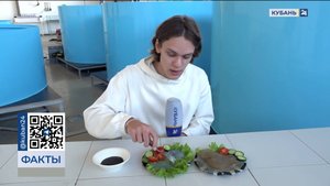 Ученые Кубани рассказали об исследовании медуз на питательную ценность