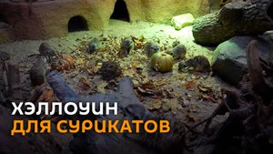 Милота дня: Хэллоуин для сурикатов в Московском зоопарке