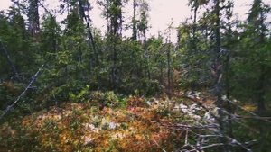 Охота с лайками.mp4