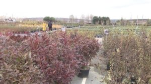 Резать или не резать - вот в чем вопрос!