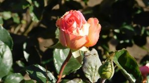 22..10..2025  тэц  ПВН MP4   (355)