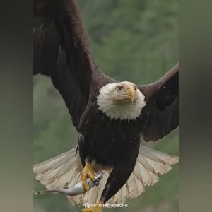 Битва инстинктов: защита и нападение в дикой природе