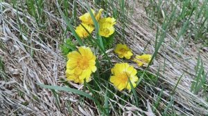 Nature is the magic of beauty.