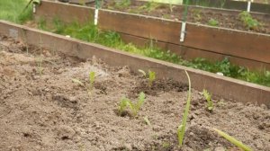 КАК Я ВЫРАЩИВАЛА КАПУСТУ. ЯПОНСКУЮ.