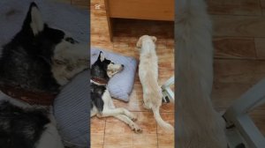 Борюсь за жизнь Василисы всеми способами