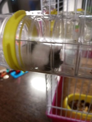 стримчик первый раз