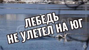 Если лебедь не улетел на юг