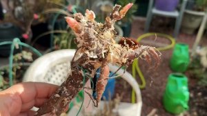 Пионы от Ворошиловой 2025г, сорта.