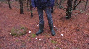 Ведьмин круг из грибов на удачу! Грибы и лес!