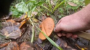 Грибалка 2025) Красные грибы)