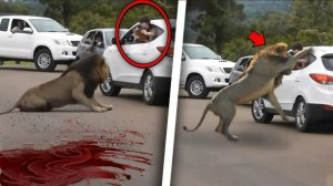 ЛЮДИ СЪЕДЕННЫЕ ЛЬВАМИ В СВОЕЙ МАШИНЕ