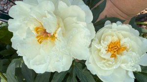 Поговорим о пионах. Цветение пионов в 2025 г, с описанием сортов