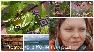 Влог / новые растения / поездка в Калининград / сувениры